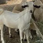 تبس لباني بلدي السعر على السوم المعقول