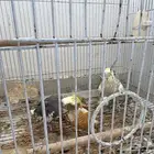 زوج كروان للبيع مع عياله