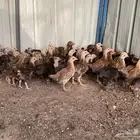 دجاج بلدي