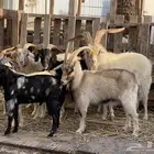 ماعز كشميري عدد 6 اناث و فحلين