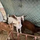 تيوس بلدي