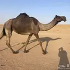 ضرايب مجهيم