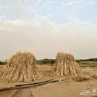 قصب