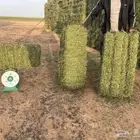 برسيم كلاس شد شركة