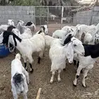 اليوم تشرفت بالجلب في حراج الخرج كسبنا رجال كفو محلي العفجة