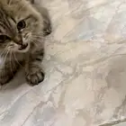 قطة لتبني