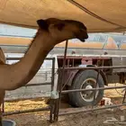 بكره مفروده صفراء علا بعير الامير