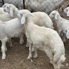 بهم للبيع