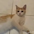 قطة لتبني