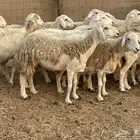 19 غنم حريات جروم دفيع شي فواخر تبارك الرحمن تم البيع