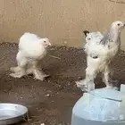 دجاج براهما كولمبي