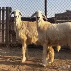 رخال صنف الصنف