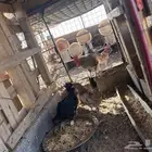 دجاج بلدي