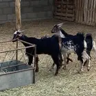 ثلاثه تيوس سمان بلديه
