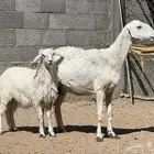 نعجة حرشا دافع وتحتها رخل ذبيحه