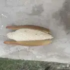 لقاح نخل