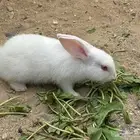 أرنب نيوزلندي ابيض عمره 6 اسابيع
