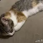 قطط للتبني مجانا