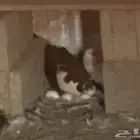 بيشة