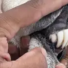 فحل مشروط اضراب ومالطيه