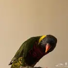 بغباء اللوري