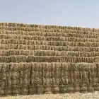 تبن قمح (تم البيع)