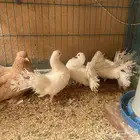 طيور زينه