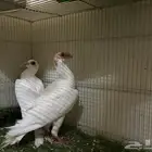 للبيع حمام حساوي
