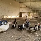 بط بلدي
