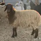 خروف نعيمي طيب