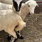 رخيل للبيع