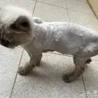 بسة