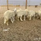 للبيع رخال فواخر