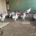 ديوك فيومي اليمنوم