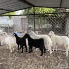 طليان و تيسين