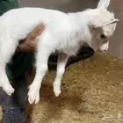 ماعز اشكي قزم للبيع