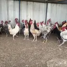 ديوك بلدي