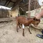 تيوس