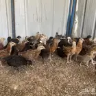 دجاج بلدي