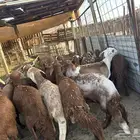 طليان سواكن مرابي مناسبات