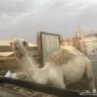 بيشة