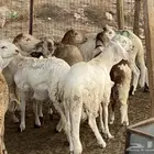 طليان سواكني جذعان