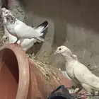 حمام شتري باكستاني
