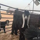 جفرات عوارض ثلاث للبيع منوة القناي