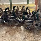 للبيع بط خطيري طيار