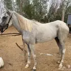 فرس شعبيه لقاح