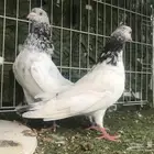 قولدن قولدن قولدن