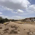 نحل بلدي