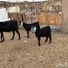 عنز معه 2جفار ذبايح