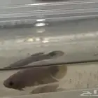 سمك فايتر